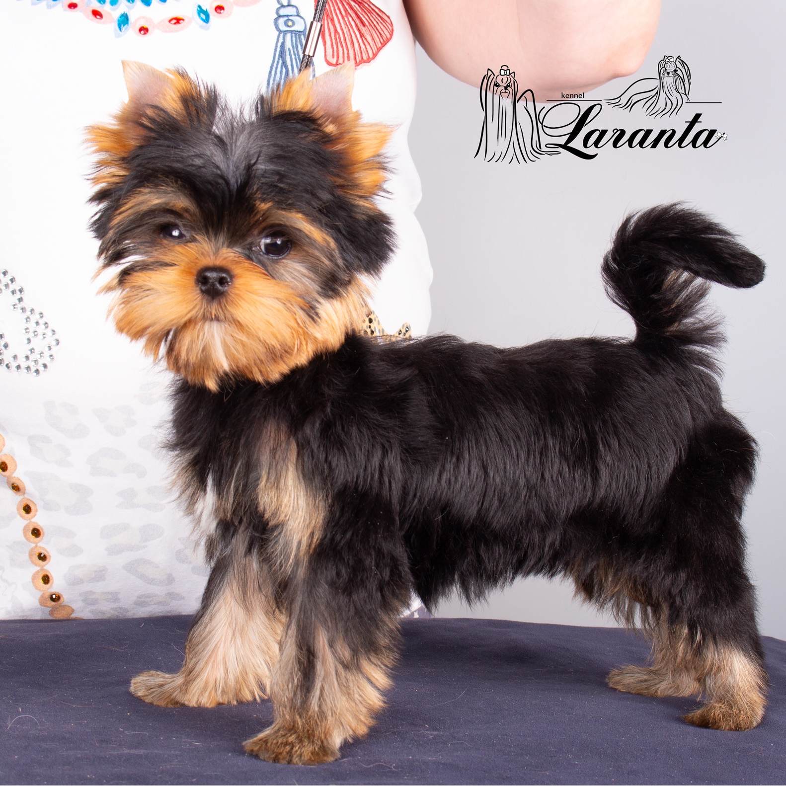 Laranta LARANTA TWIST AND PULSE — Labaza DogPedigree YorkshireTerrier
